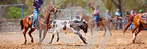 Calf Roping Competition At An Australian Rodeo