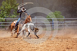 Calf Roping Competition At An Australian Rodeo