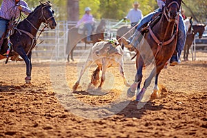 Calf Roping Competition At An Australian Rodeo