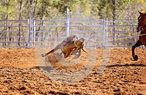 Calf Roping Competition At An Australian Rodeo