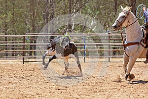 Calf Roping Competition At An Australian Rodeo