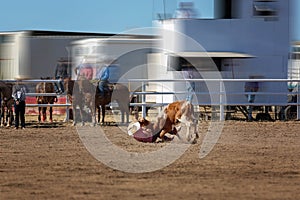 Calf Roping At a Country Rodeo
