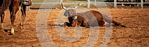 Calf Roping At A Country Rodeo