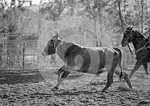 Calf Roping At A Country Rodeo