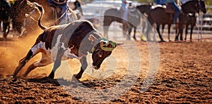 Calf Roping At A Country Rodeo