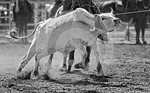 Calf Roping At A Country Rodeo