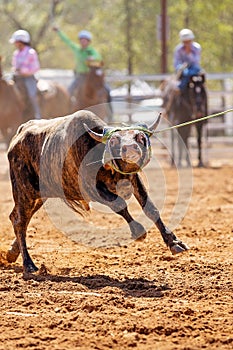 Calf Roping At A Country Rodeo