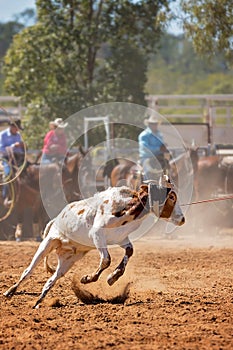 Calf Roping At A Country Rodeo