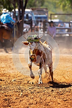 Calf Roping At A Country Rodeo