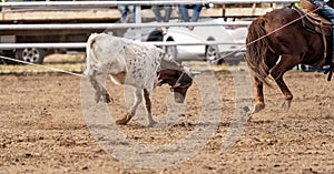 Calf Roping At A Country Rodeo