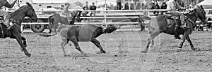 Calf Roping At Country Rodeo