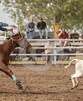 Calf Roping Event At Australian Country Rodeo