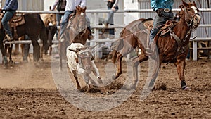 Calf Roping Event At Australian Country Rodeo