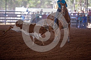 Calf Roping Event At A Country Rodeo