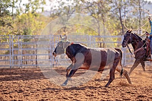 Calf Roping Event At Country Rodeo