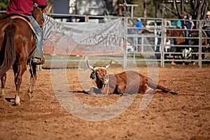 Calf Roping Event At Country Rodeo