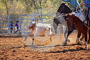 Calf Roping Event At Country Rodeo