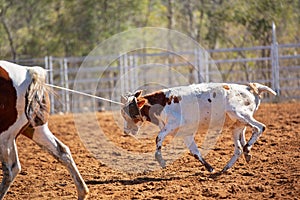 Calf Roping Event At Country rodeo