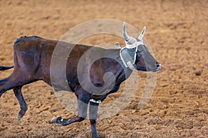 Calf Roping At An Outback Rodeo