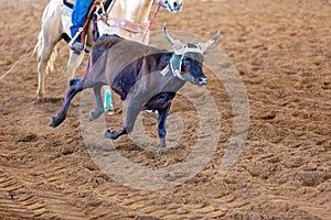 Calf Roping At An Outback Rodeo