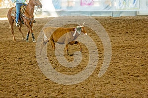 Calf Roping At An Outback Rodeo