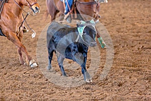 Calf Roping At An Outback Rodeo