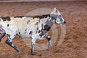 Calf Roping At An Outback Rodeo