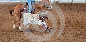 Calf Roping At An Outback Rodeo