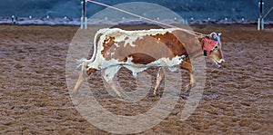 Calf Roping At An Outback Rodeo