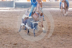 Calf Roping At An Outback Rodeo