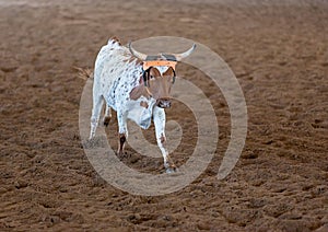 Calf Roping At An Outback Rodeo