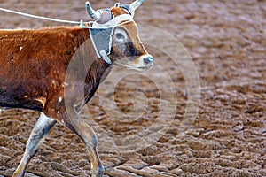 Calf Roping At An Outback Rodeo