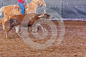 Calf Roping At An Outback Rodeo