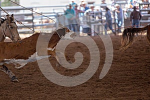 Calf Roping At A Rodeo