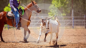 Calf Roping Rodeo Competition For Sport