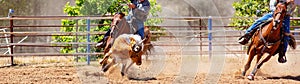 Calf Roping Rodeo Competition For Sport