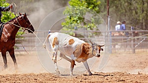 Calf Roping Rodeo Event In Australia