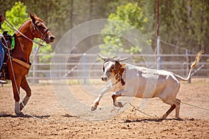 Calf Roping Rodeo Event In Australia