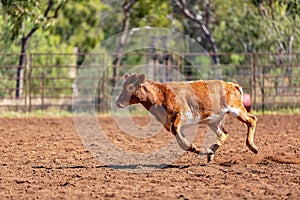 Calf Running Away At Country Rodeo