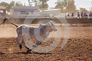 Calf Runs During Campdraft Event At A Country Rodeo