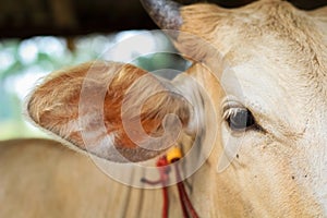 Calf`s eye close-up. eye of a farm animal. A macro of cow`s eyes.