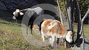 Calf scratches itself on the tree