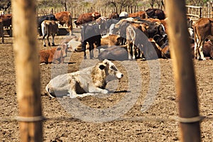 calf sited with the herd in the padlock