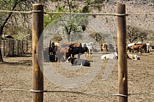 calf sited with the herd in the padlock