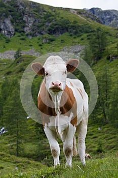 Calf standing on meadow