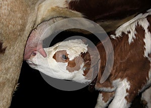 Calf suck milk