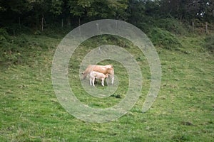 Calf sucking milk from the udder of a cow