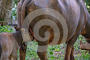 The calf is sucking the mother`s milk in the garden