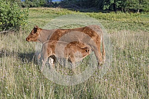 Calf suckle at mothers udder at the meadow