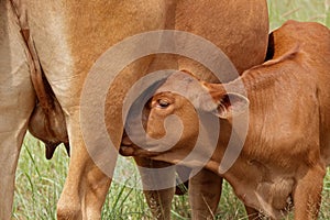 Calf suckling milk from cow